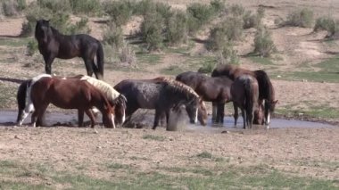 Utah çölündeki su birikintisinde vahşi bir at sürüsü.