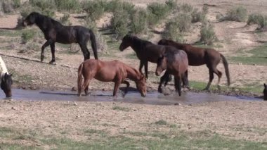 Utah çölündeki su birikintisinde vahşi bir at sürüsü.