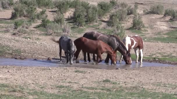 Uma Manada Cavalos Selvagens Buraco Água Deserto Utah — Vídeo de Stock