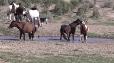 Utah çölündeki su birikintisinde vahşi bir at sürüsü.