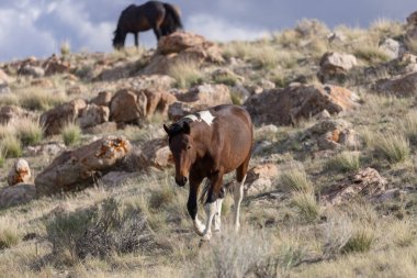 Baharda Utah çölünde güzel vahşi bir at.