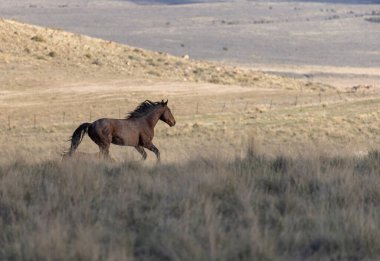 Baharda Utah çölünde güzel vahşi bir at.