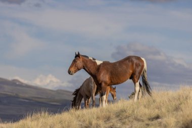 Baharda Utah çölünde güzel vahşi bir at.
