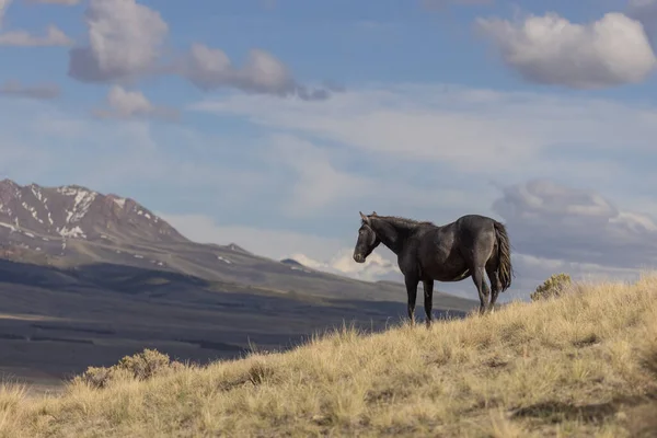 Beau Cheval Sauvage Printemps Dans Désert Utah — Photo