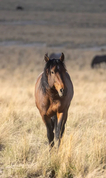 Wild Horse Spring Utah Desert — Stock Photo, Image