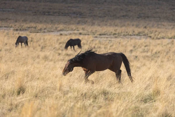 Cavallo Selvatico Primavera Nel Deserto Dello Utah — Foto Stock