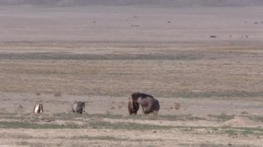 Utah çölünde ilkbaharda vahşi atlar