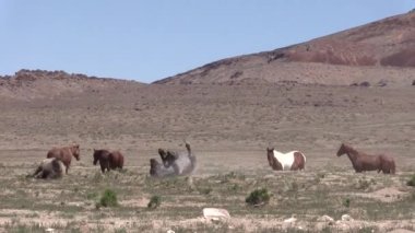 Utah çölünde ilkbaharda vahşi atlar