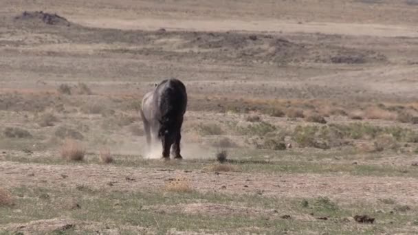 Utah Çölünde Ilkbaharda Vahşi Atlar — Stok video