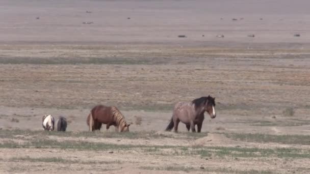 Άγρια Άλογα Την Άνοιξη Στην Έρημο Της Γιούτα — Αρχείο Βίντεο