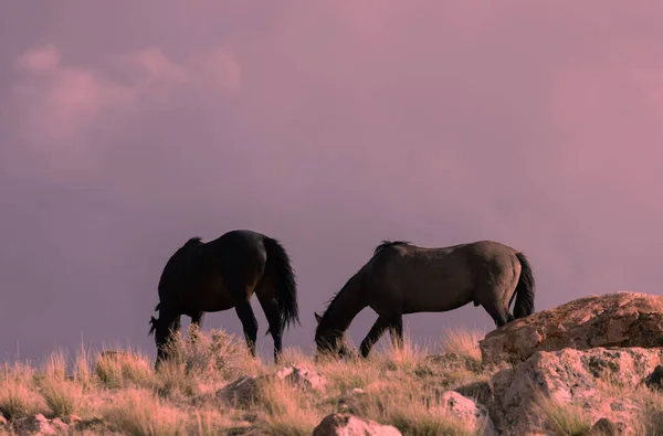 Vilda Hästar Ökensolnedgång Utah — Stockfoto
