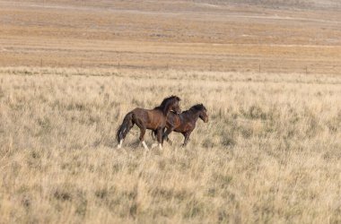 Baharda Utah çölünde güzel vahşi atlar