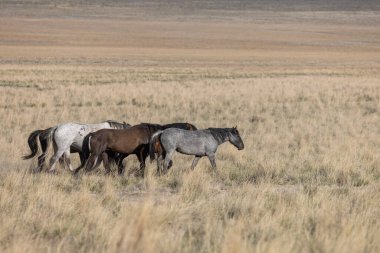 Baharda Utah çölünde güzel vahşi atlar