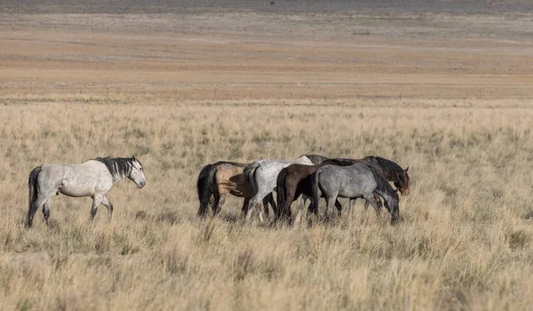 Beautiful Wild Horses Spring Utah Desert — Stock Photo, Image