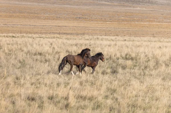 beautiful wild horses in spring in the Utah desert