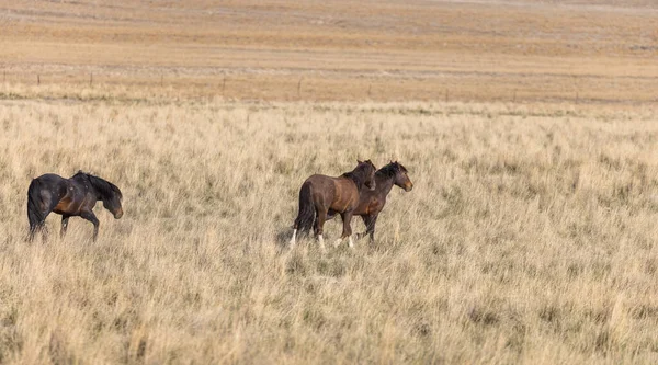 Bellissimi Cavalli Selvatici Primavera Nel Deserto Dello Utah — Foto Stock