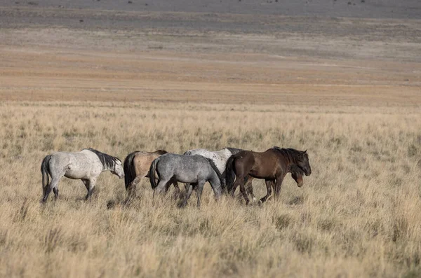 Krásné Divoké Koně Jaře Poušti Utah — Stock fotografie