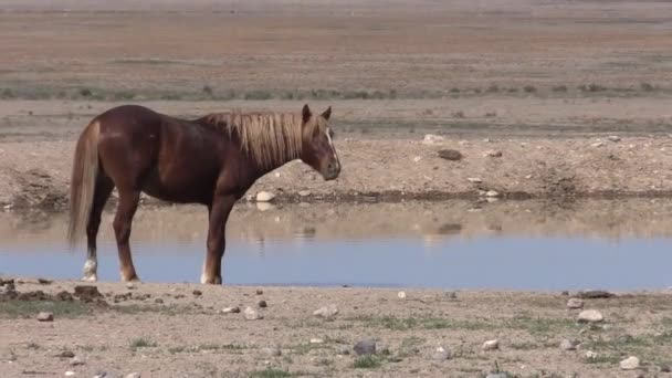 Wild Horses Waterhole Utah Desert — Stock Video