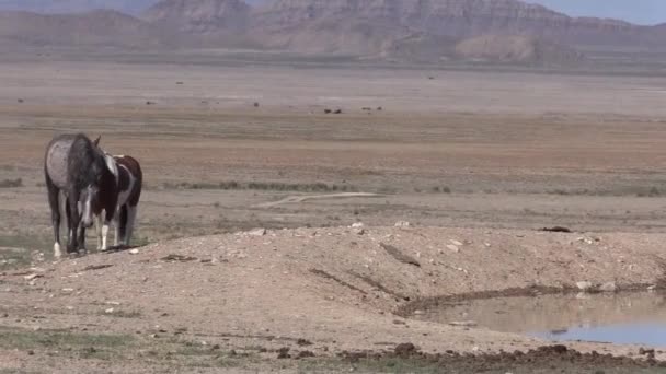 Άγρια Άλογα Μια Λίμνη Στην Έρημο Της Γιούτα — Αρχείο Βίντεο