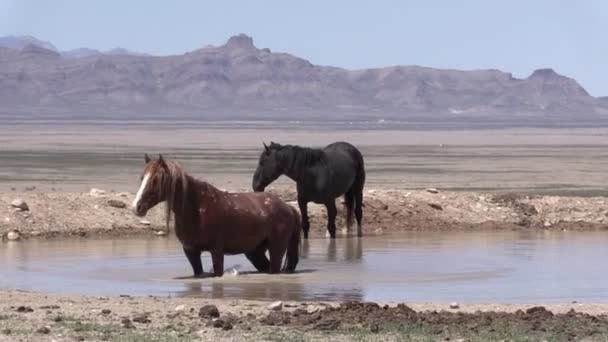 Cavalli Selvaggi Una Pozza Acqua Nel Deserto Dello Utah — Video Stock