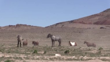 Utah çölünde vahşi bir at sürüsü.