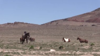 Utah çölünde vahşi bir at sürüsü.