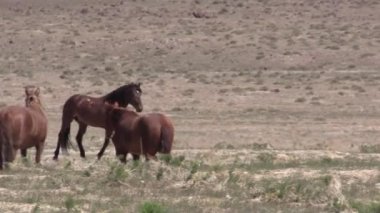 Utah çölünde vahşi bir at sürüsü.