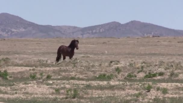 Herd Wild Horses Utah Desert — Stock Video