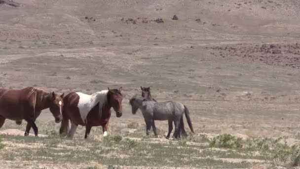 Troupeau Chevaux Sauvages Dans Désert Utah — Video
