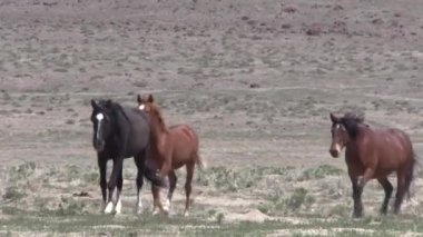 Utah çölünde vahşi bir at sürüsü.