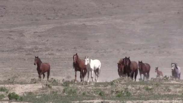 Sekawanan Kuda Liar Gurun Utah — Stok Video