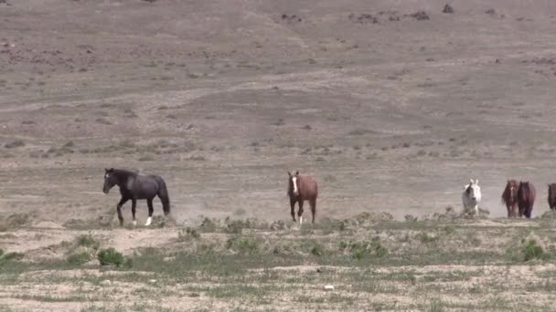Ένα Κοπάδι Από Άγρια Άλογα Στην Έρημο Της Γιούτα — Αρχείο Βίντεο