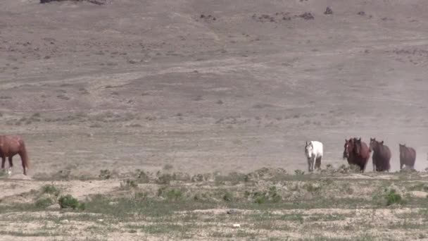 Ένα Κοπάδι Από Άγρια Άλογα Στην Έρημο Της Γιούτα — Αρχείο Βίντεο