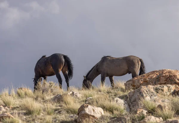 Uma Manada Cavalos Selvagens Deserto Utah — Fotografia de Stock