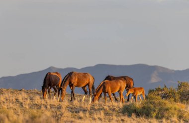 Utah çölünde vahşi bir at sürüsü.