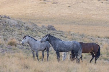 Utah çölünde vahşi bir at sürüsü.