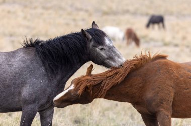 Utah çölünde bir çift vahşi at.