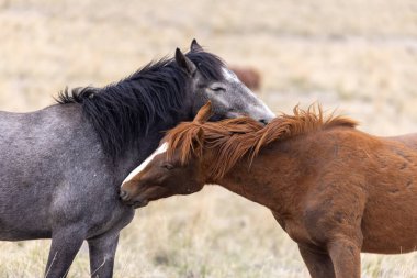 Utah çölünde bir çift vahşi at.