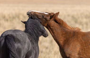 Utah çölünde bir çift vahşi at.