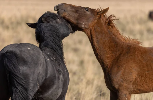 Utah çölünde bir çift vahşi at.