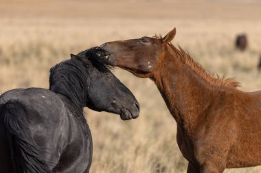Utah çölünde bir çift vahşi at.