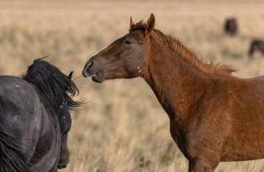 Utah çölünde bir çift vahşi at.