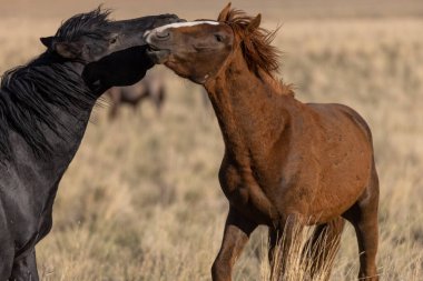 Utah çölünde bir çift vahşi at.