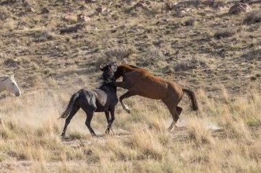 Utah çölünde bir çift vahşi at.