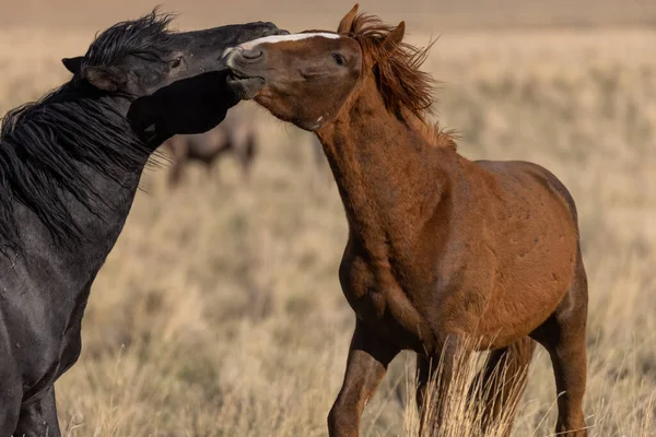 Utah çölünde bir çift vahşi at.