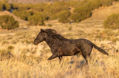 Utah çölünde vahşi bir at.