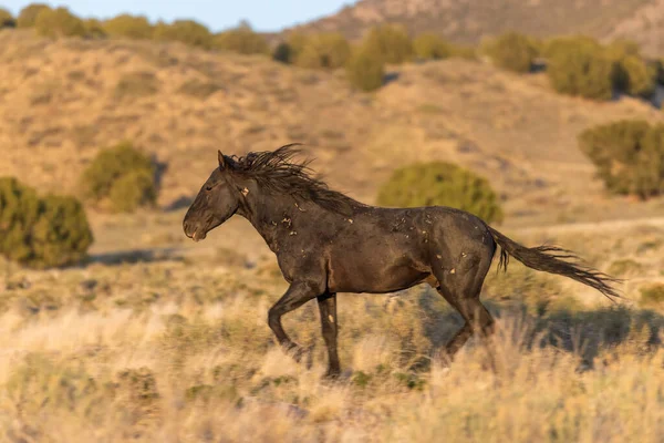 Caballo Salvaje Semental Desierto Utah — Foto de Stock