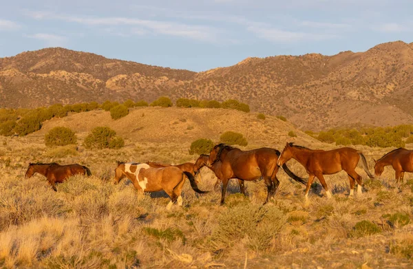 Stádo Divokých Koní Jaře Poušti Utah — Stock fotografie
