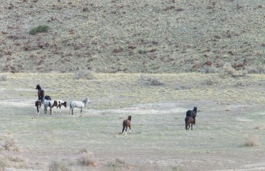 Utah çölünde vahşi bir at sürüsü.