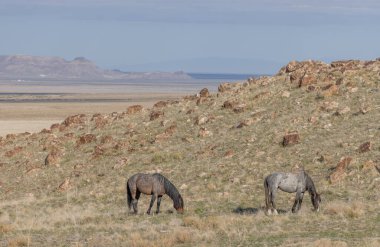 Baharda Utah çölünde vahşi atlar